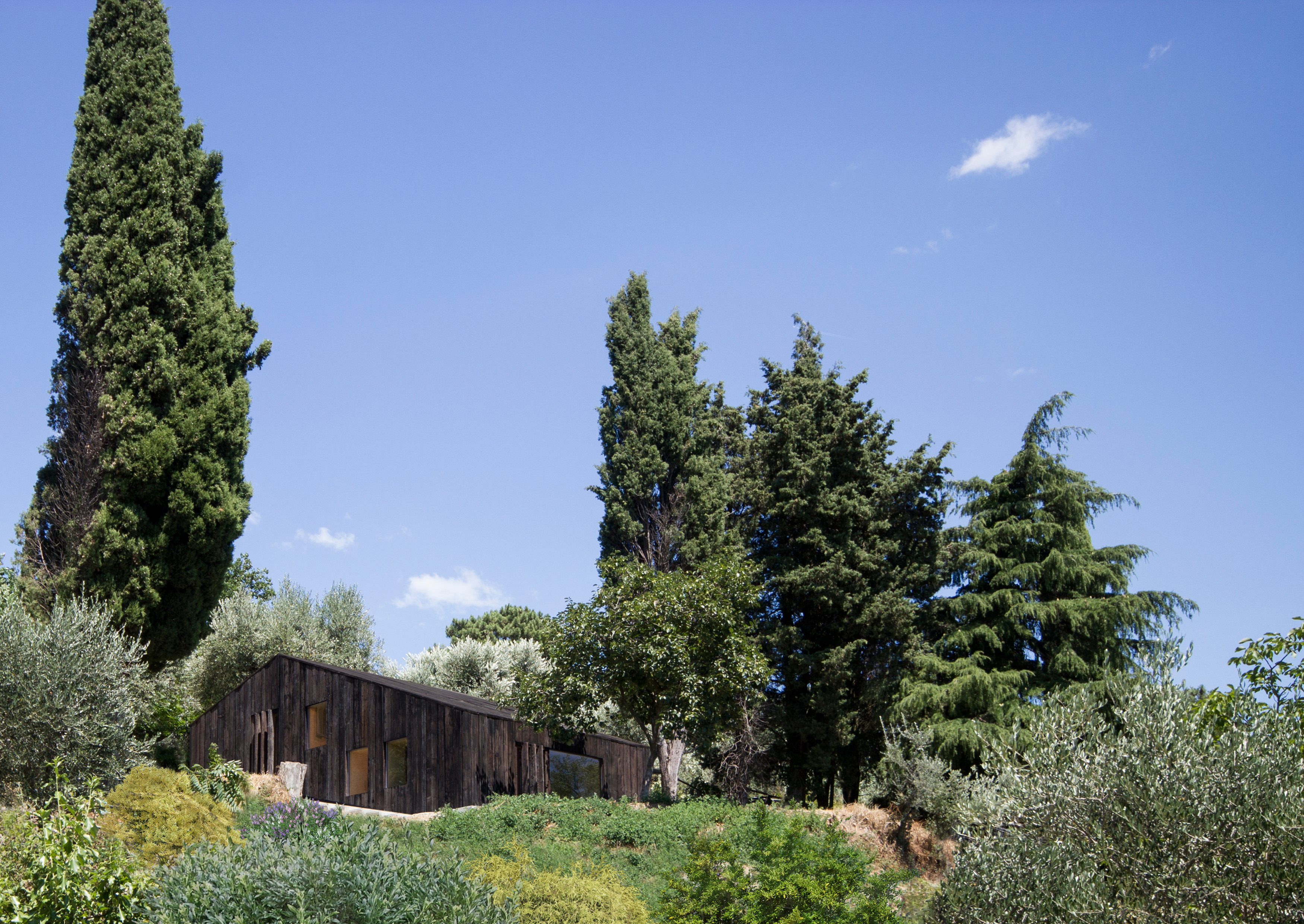 Casetta nell’oliveto