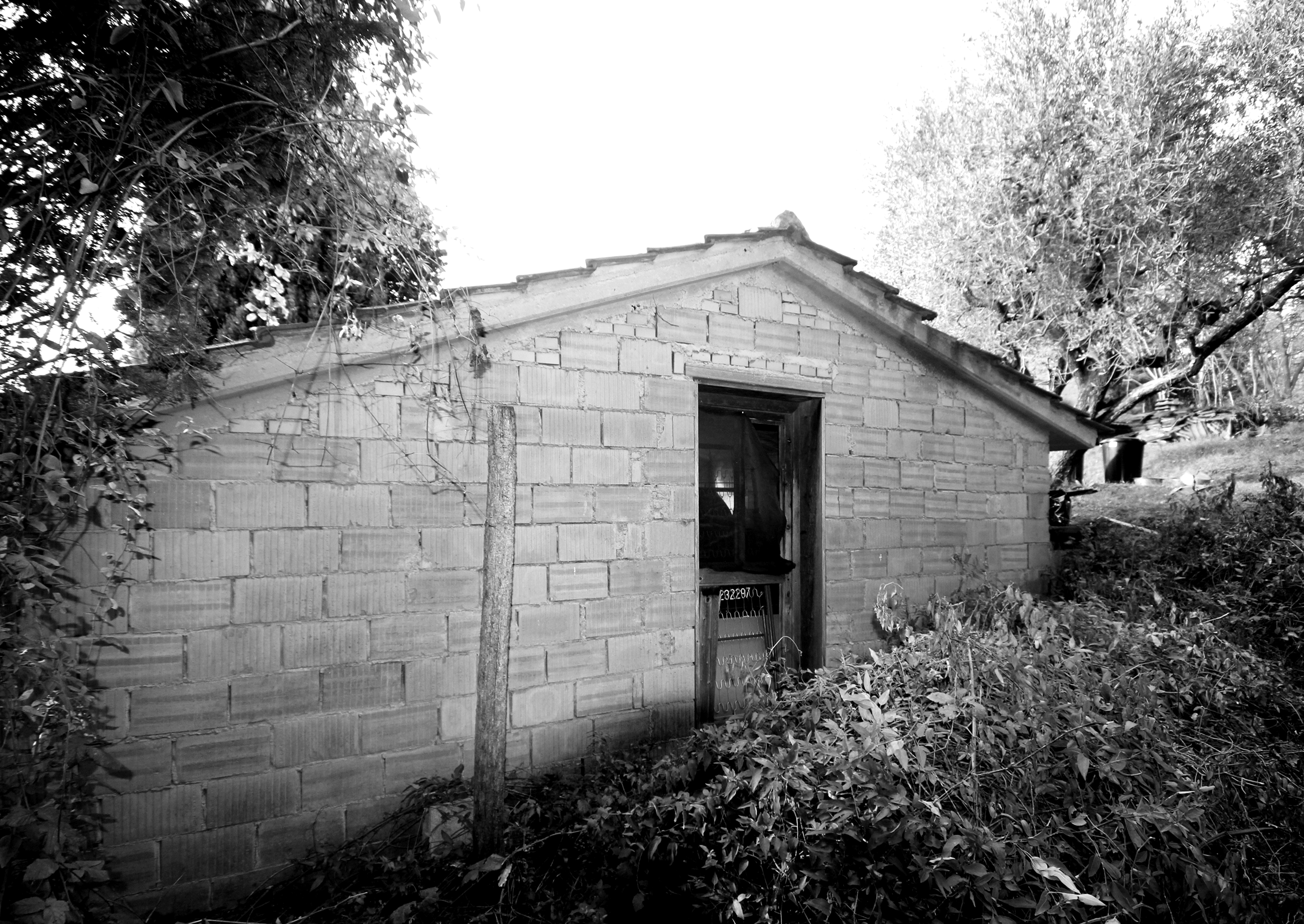 Casetta nell’oliveto